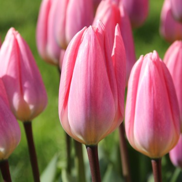 Tulipa 'Light and Dreamy'