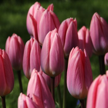Tulipa 'Light and Dreamy'