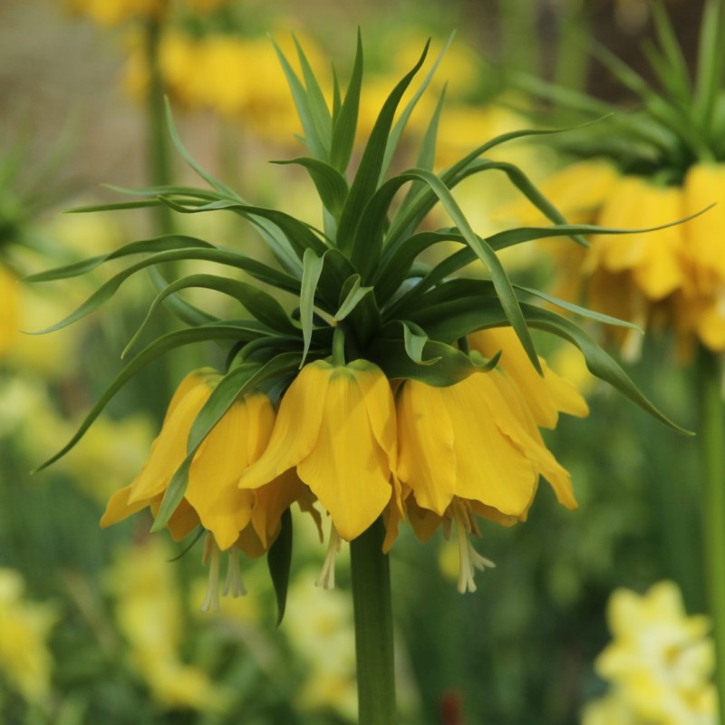 Fritillaria 'Maxima Lutea'