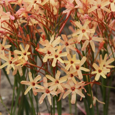 Ixia paniculata 'Eos'