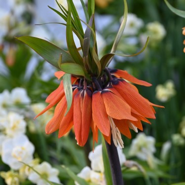 Fritillaria 'Orange Beauty'