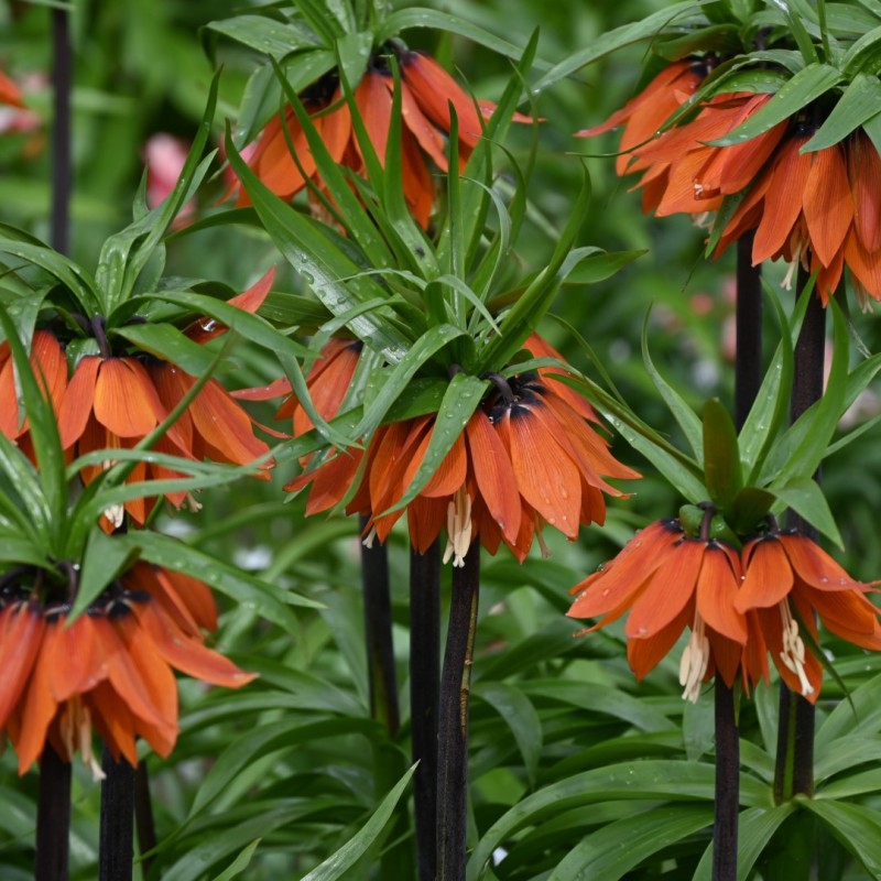 Fritillaria 'Orange Beauty'