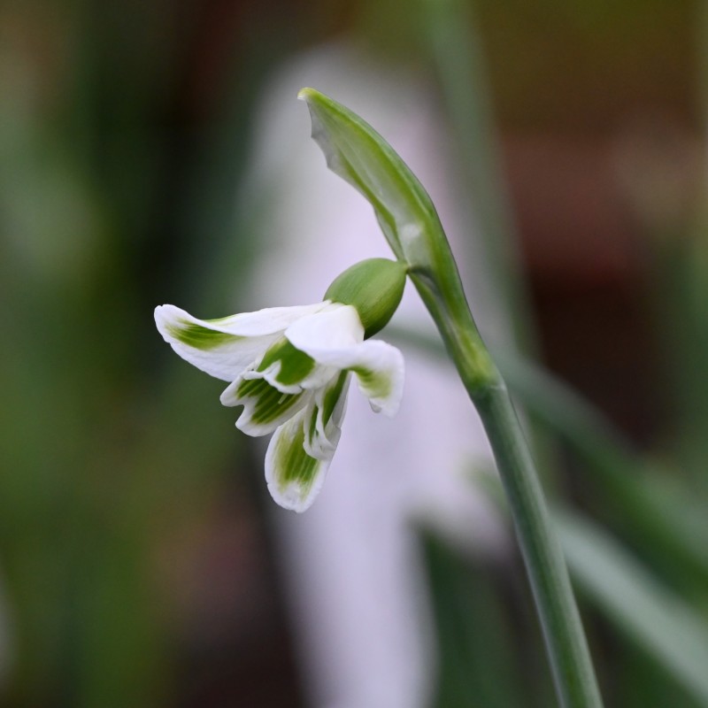 Galanthus 'Megan'