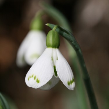 Galanthus 'Chantry Dougal'