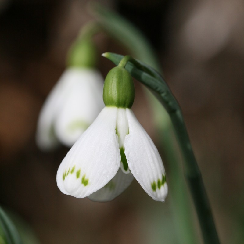 Galanthus 'Chantry Dougal'