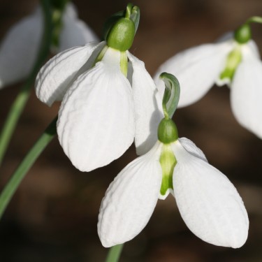 Galanthus 'Chantry Taffeta'