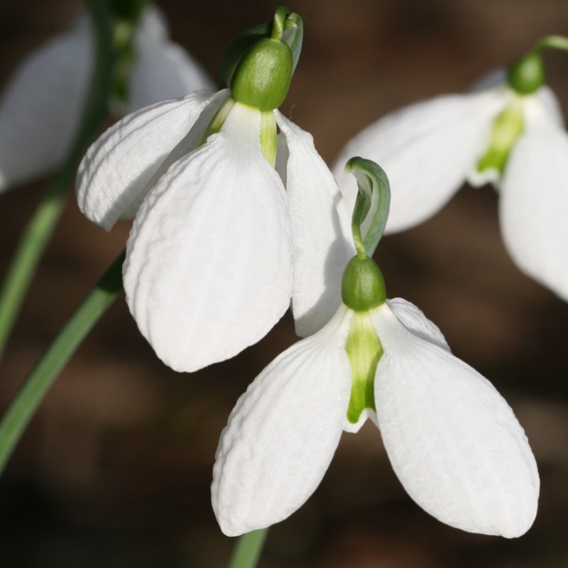 Galanthus 'Chantry Taffeta'