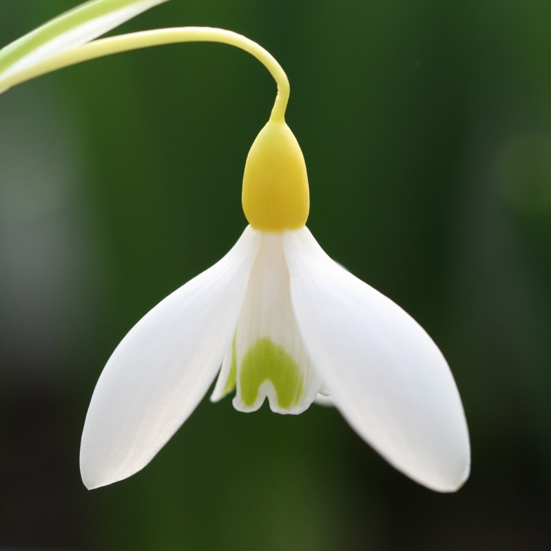 Galanthus 'Dick's Early Yellow'
