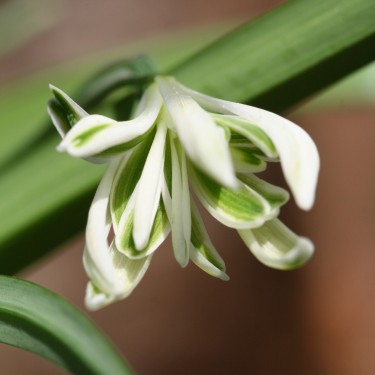 Galanthus 'Bunch'