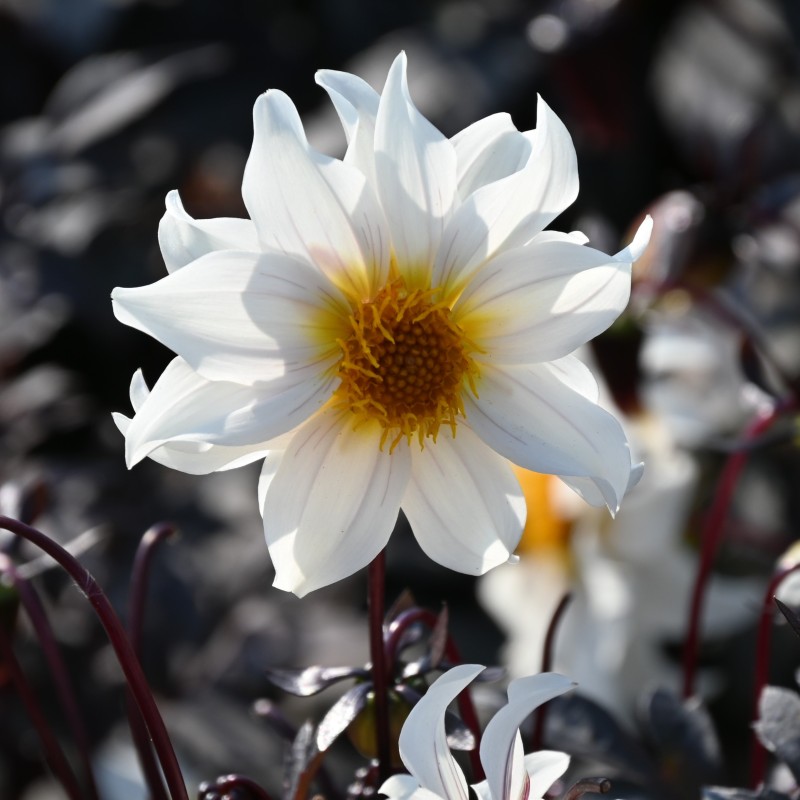 Dahlia 'Little Swan' -BIO-