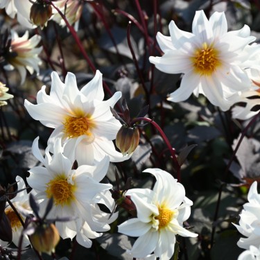 Dahlia 'Little Swan' -BIO-