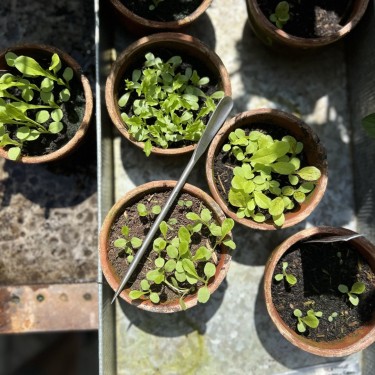 SNEEBOER Verspeenlepeltje