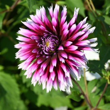 Dahlia 'Alauna Clair-Obscur' 