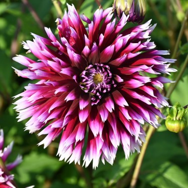 Dahlia 'Alauna Clair-Obscur' 