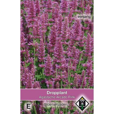 Agastache hybrida 'Arcado Pink' -zaden-