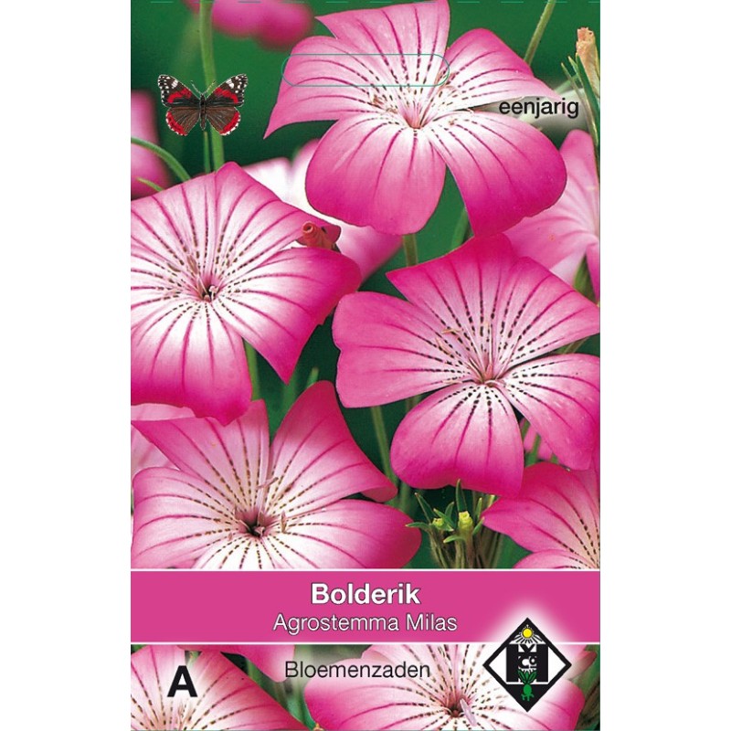 Agrostemma githago 'Milas' -zaden-