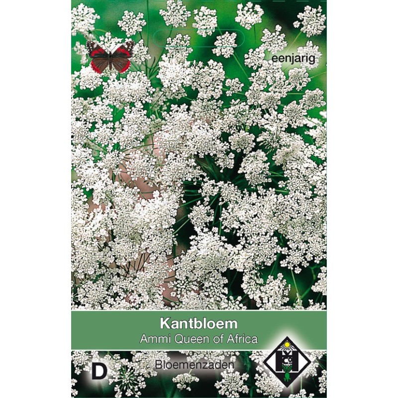 Ammi majus 'Queen of Africa' -zaden-