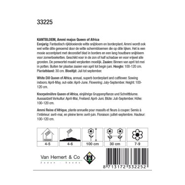 Ammi majus 'Queen of Africa' -zaden-