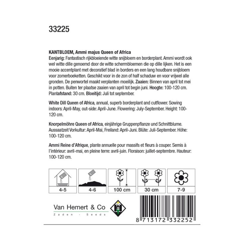 Ammi majus 'Queen of Africa' -zaden-