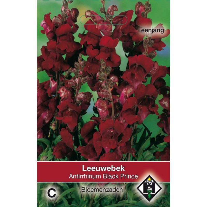 Antirrhinum majus nanum 'Black Prince' -zaden-