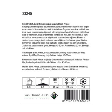 Antirrhinum majus nanum 'Black Prince' -zaden-