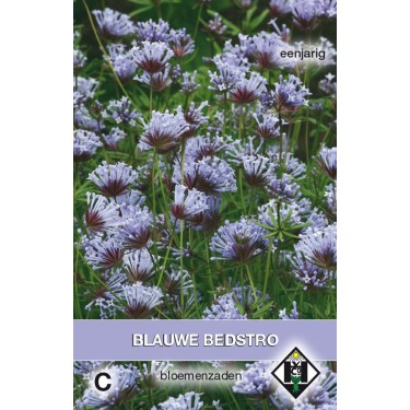 Asperula orientalis -zaden-