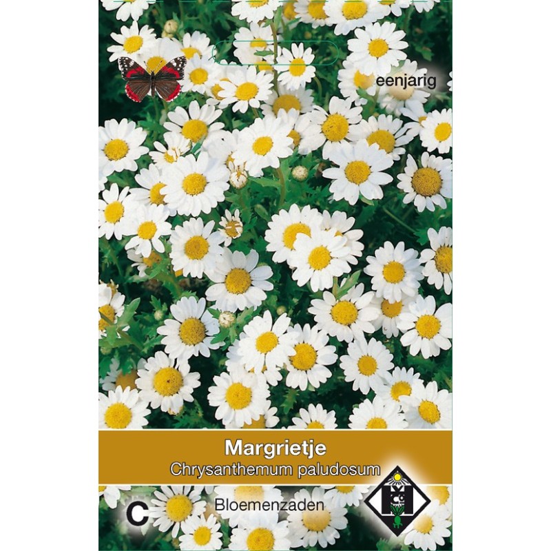 Chrysanthemum paludosum  -zaden-