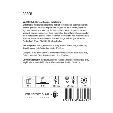 Chrysanthemum paludosum  -zaden-