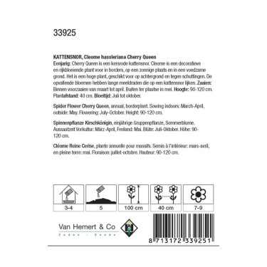 Cleome hassleriana 'Cherry Queen' -zaden-