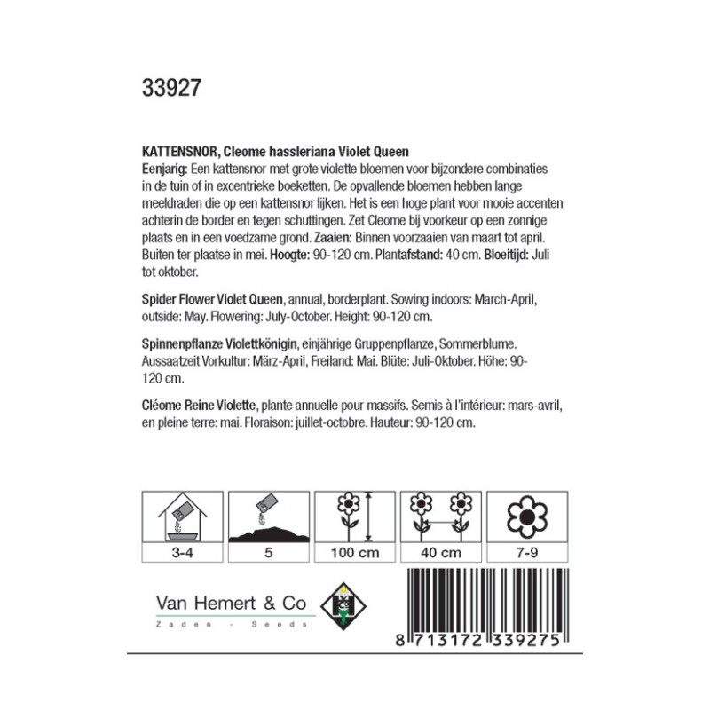 Cleome hassleriana 'Violet Queen' -zaden-