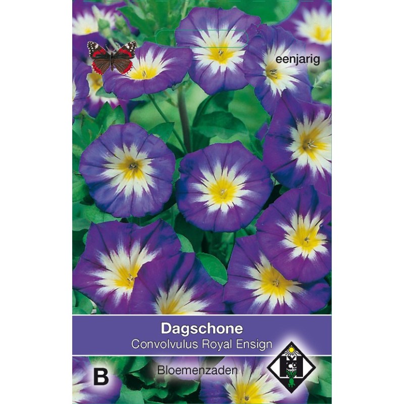 Convolvulus tricolor 'Royal Ensign' -zaden-