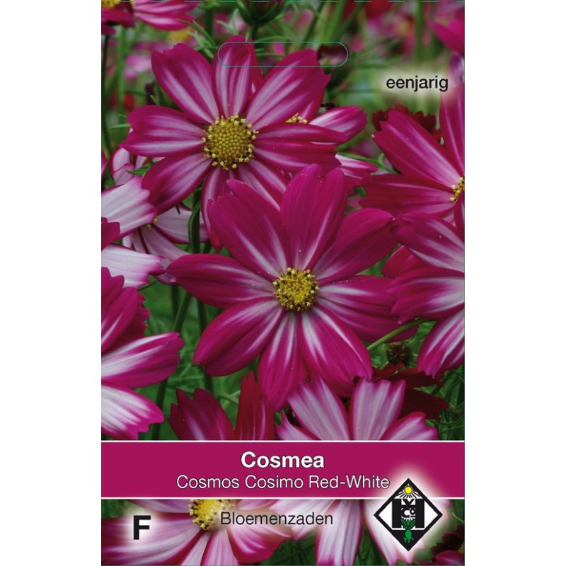 Cosmos bipinnatus 'Cosimo Red-White' -zaden-
