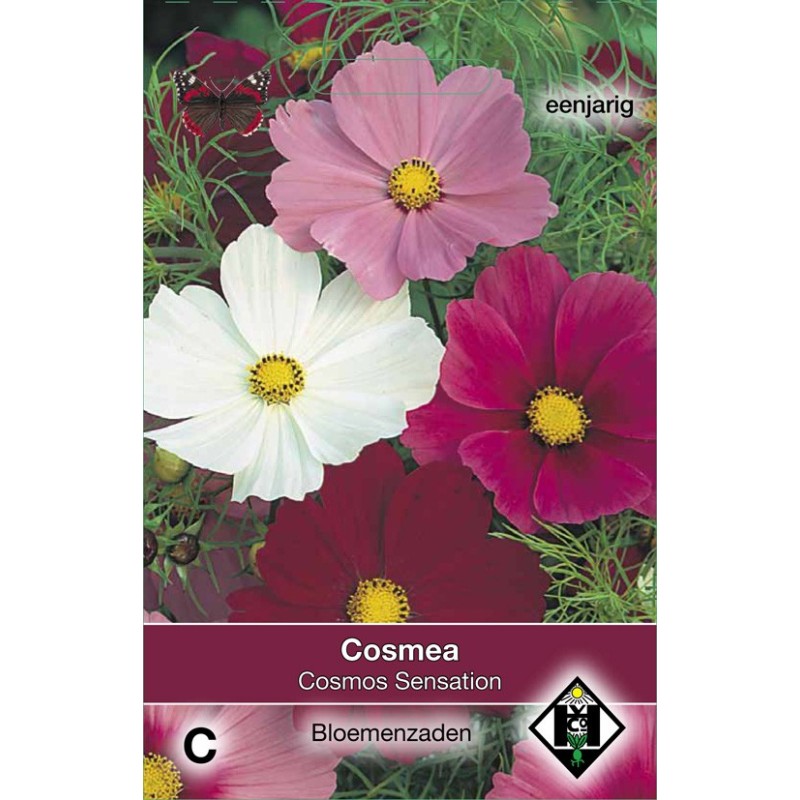 Cosmos bipinnatus 'Sensation' -zaden-
