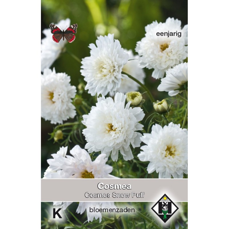 Cosmos bipinnatus 'Snow Puff' -zaden-