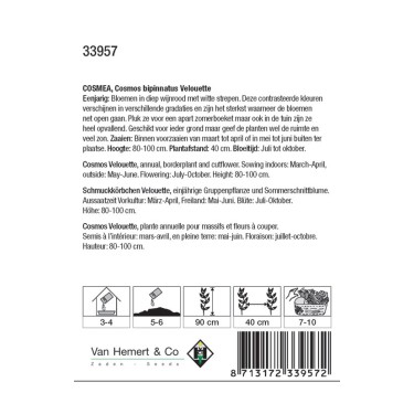 Cosmos bipinnatus 'Velouette' -zaden-