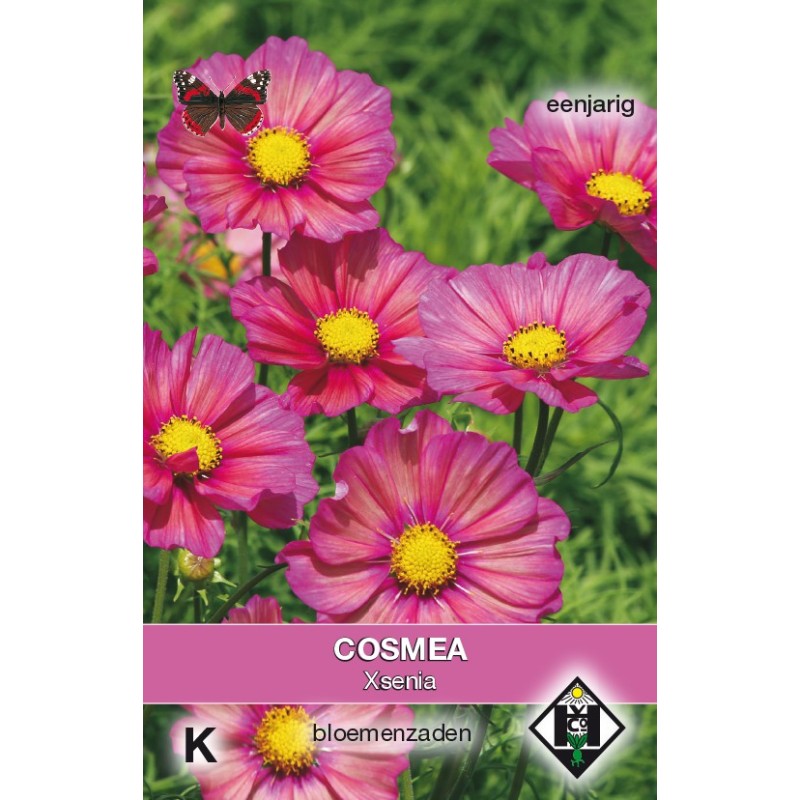 Cosmos bipinnatus 'Xsenia' -zaden-