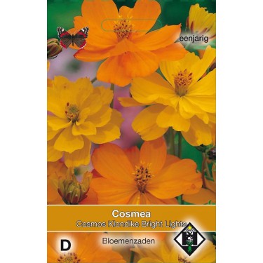 Cosmos sul. 'Klondike Bright Lights' -zaden-
