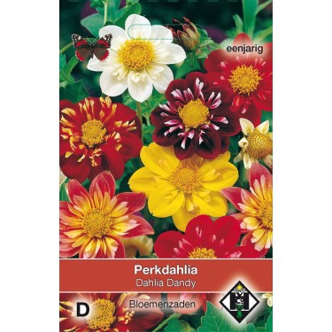 Dahlia variabilis 'Dandy' -zaden-