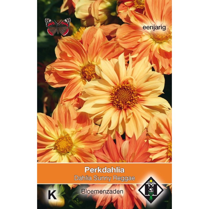 Dahlia variabilis 'Sunny Reggae' -zaden-