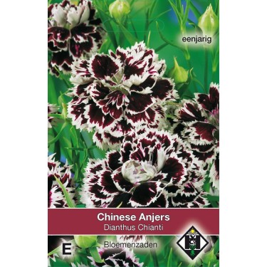 Dianthus chinensis 'Chianti' -zaden-