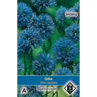 Gilia capitata -zaden-