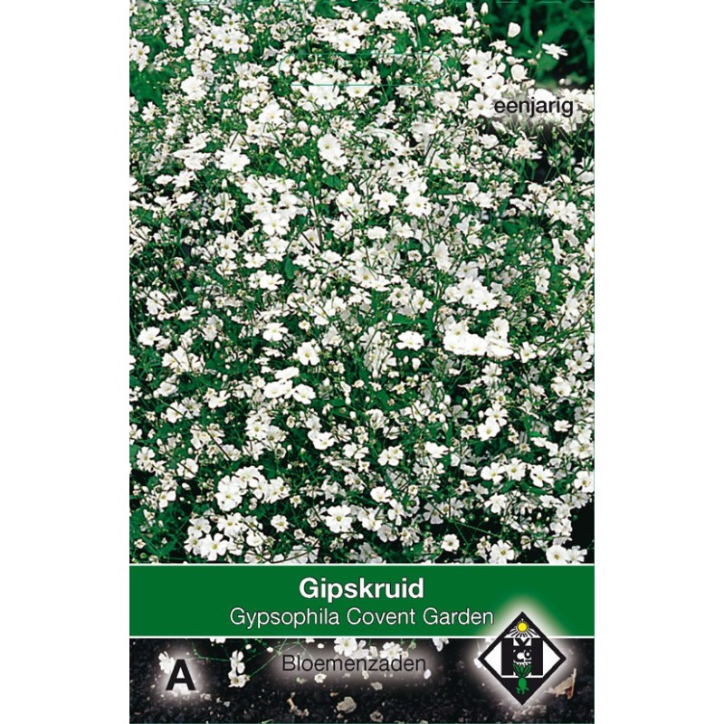 Gypsophila elegans 'Convent Garden' -zaden-