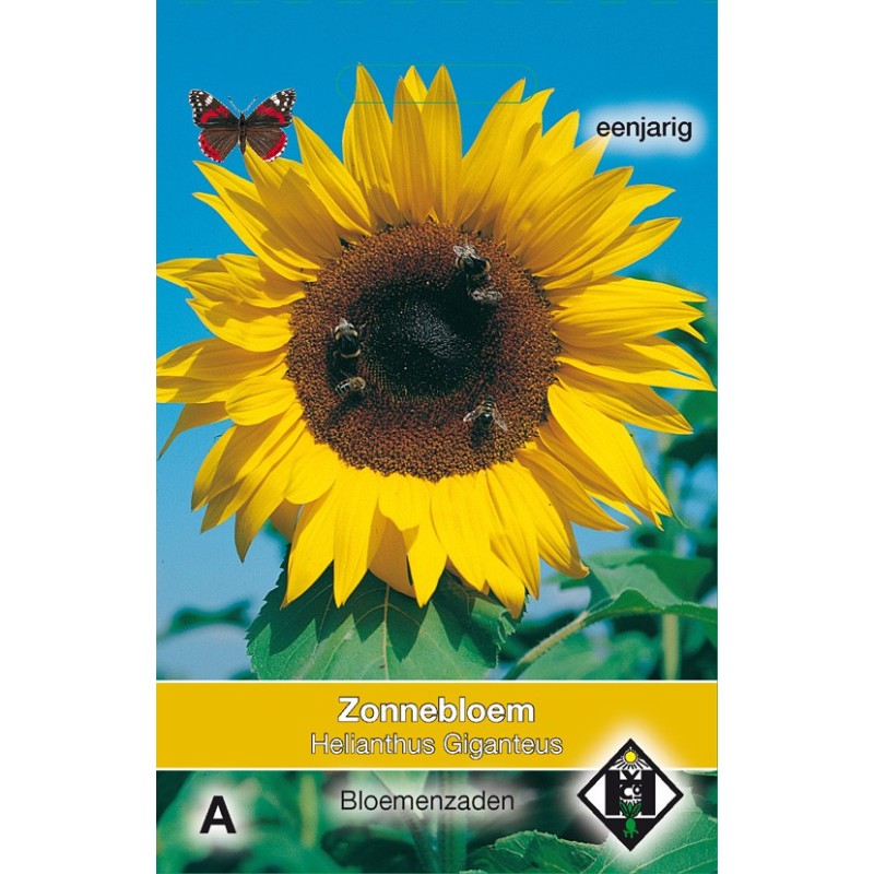 Helianthus annuus 'Giganteus' -zaden-