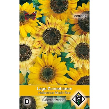 Helianthus annuus 'Music Box' -zaden-