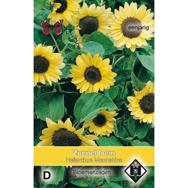 Helianthus annuus 'Moonshine' -zaden-