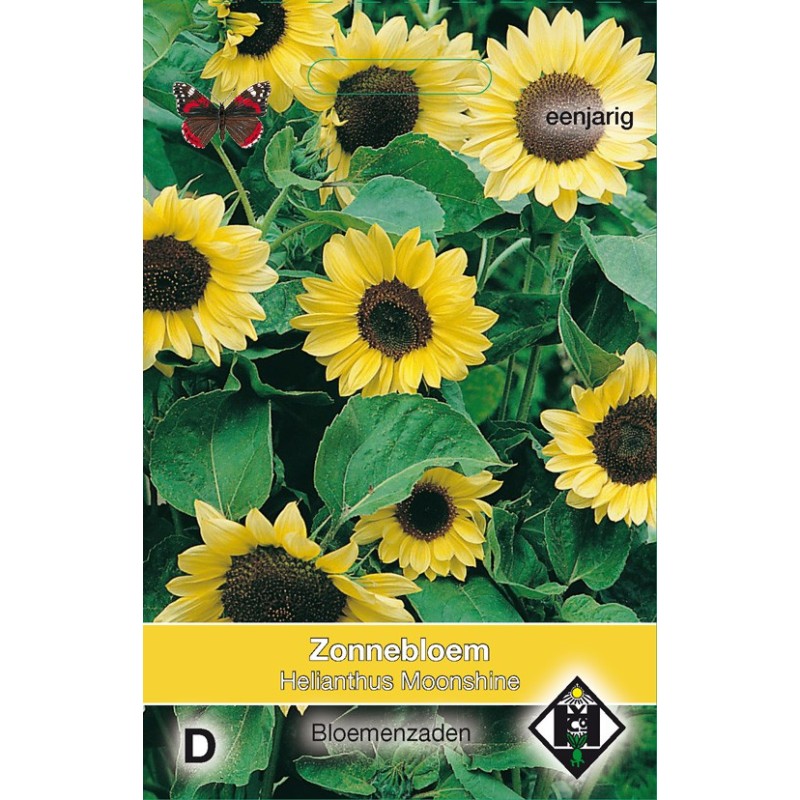Helianthus annuus 'Moonshine' -zaden-