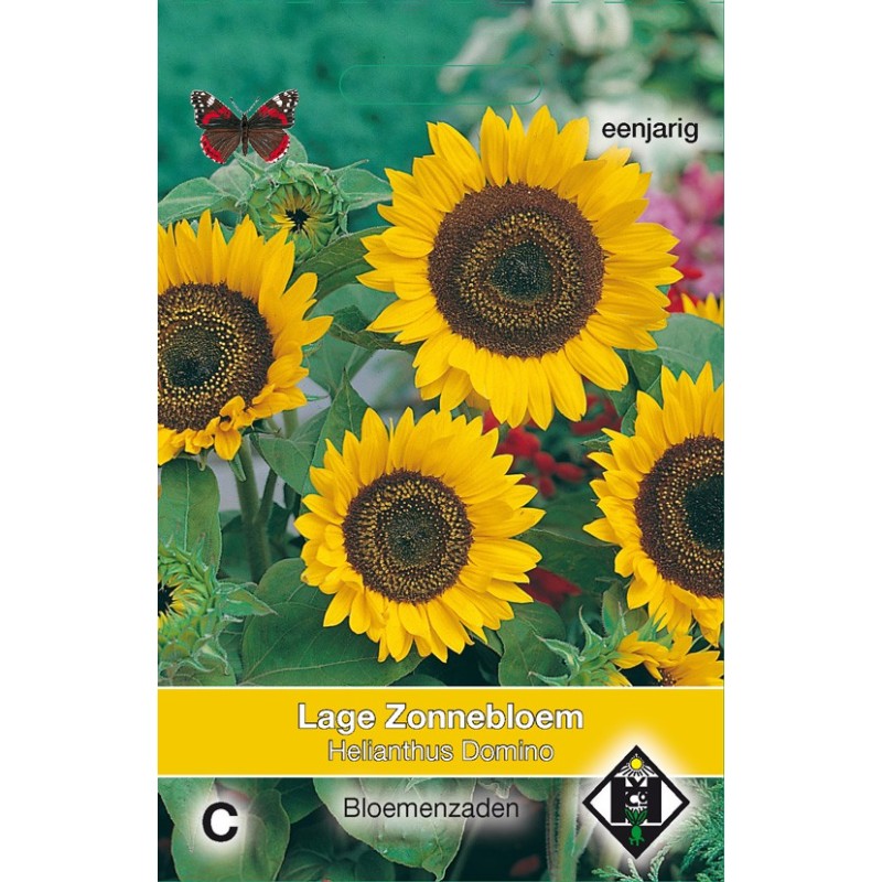 Helianthus annuus 'Domino' -zaden-