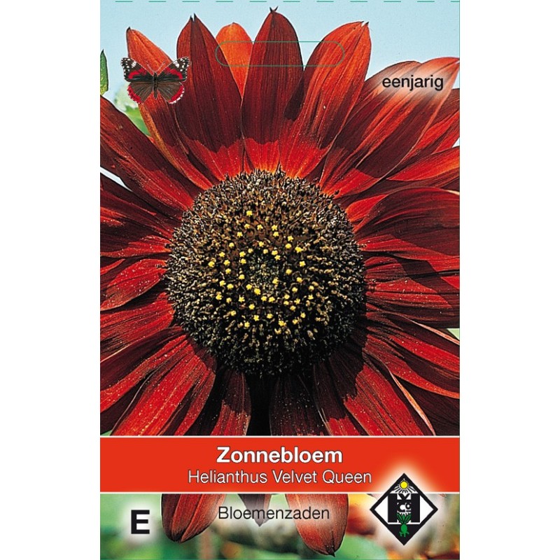 Helianthus annuus 'Velvet Queen' -zaden-
