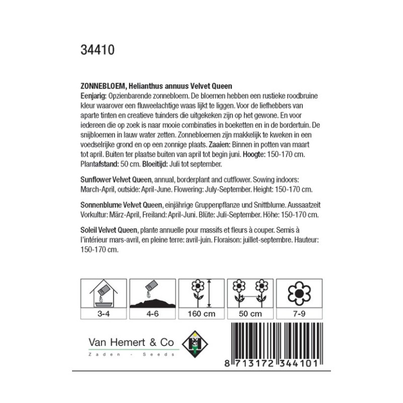 Helianthus annuus 'Velvet Queen' -zaden-