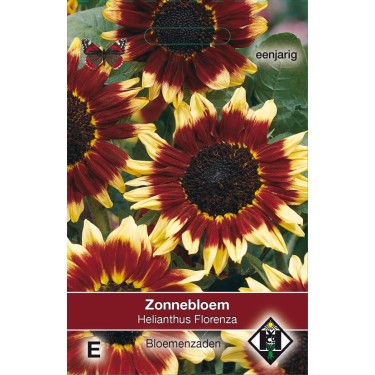 Helianthus annuus 'Florenza' -zaden-